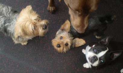 Scampers Daycamp for Dogs – Bellevue Branch
