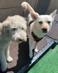 Jax Dog Drop – Bellevue