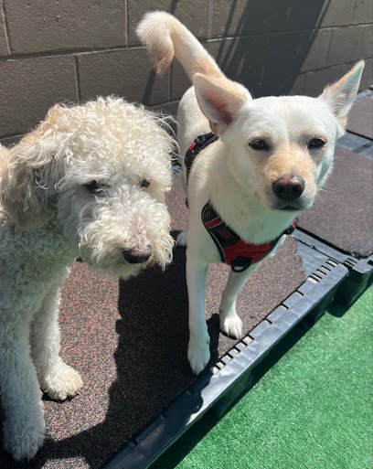 Jax Dog Drop – Bellevue