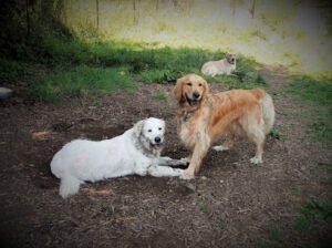Adventure Dog Ranch