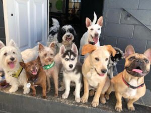Wet Noses Dry Paws