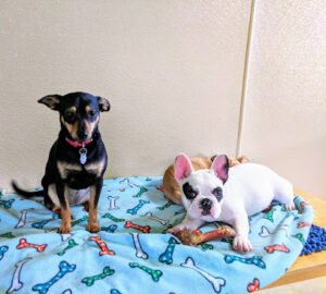 Good Karma Pet Care