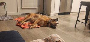 Bed Bark and Beyond