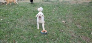 Tails R Waggin