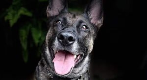 K9 Kountry Klub