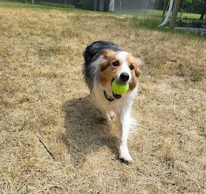 Country Paradise Pet Service