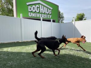 Dog Haus University
