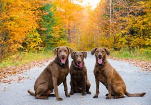 North Pine Kennels
