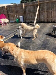 The Dog Sanctuary WI – Daycare & Spa