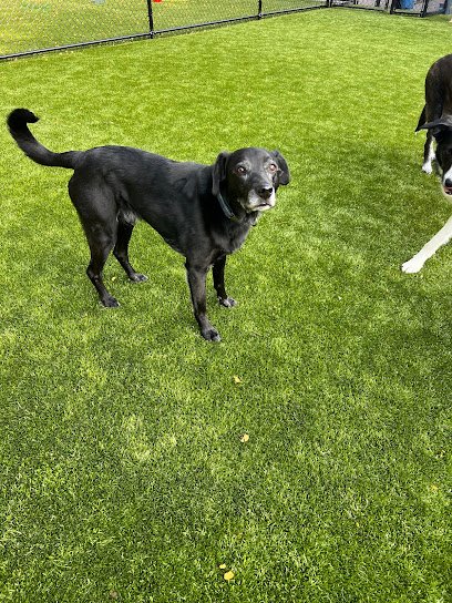 Castle Rock Kennels