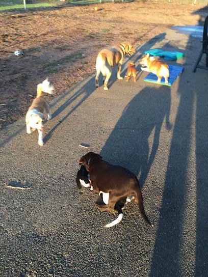 Playful Paws LLC