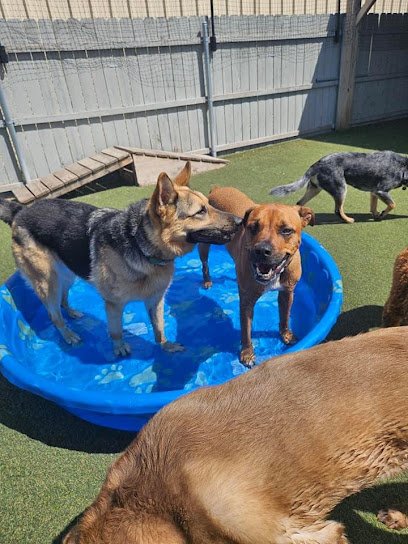 Playtime Doggy Daycare II