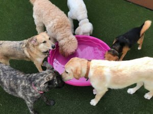 Wags and Whiskers Pet Resort