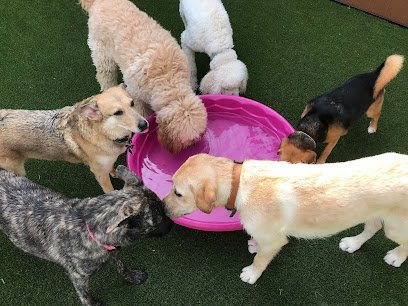 Wags and Whiskers Pet Resort
