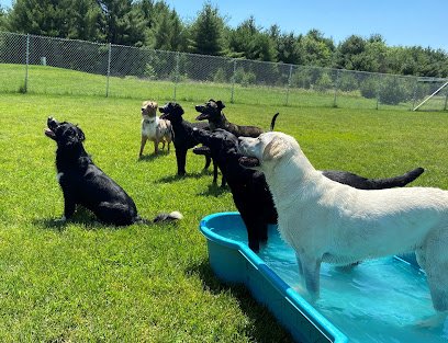 Pampered Paws Pet Resort