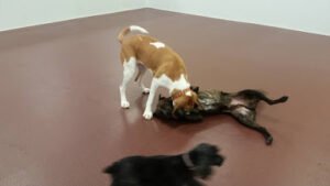 Dog Haus University