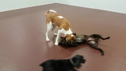 Dog Haus University