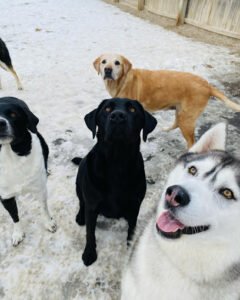 Charlie’s Bark Park – Belleville