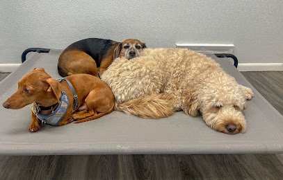 Dog Haus University