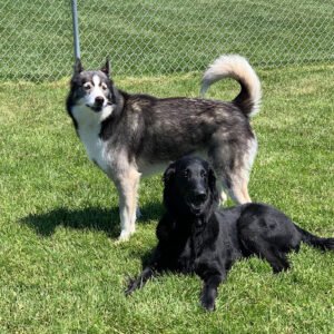 Sit & Stay Pet Resort