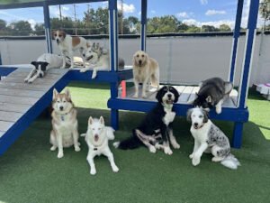 Happy Paws Grooming & Daycare