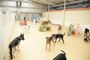 The Dog House