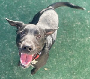 Charming Paws – Grafton