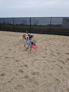 TailWaggers Doggy Daycare