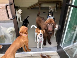 TailWaggers Doggy Daycare