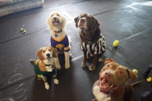 Waggin’ Tails Doggie Daycare