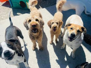 Hound Huddle, Inc.