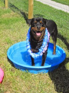 Red Ruff Inn – Doggie Daycare, Pet Hotel, Grooming & Training