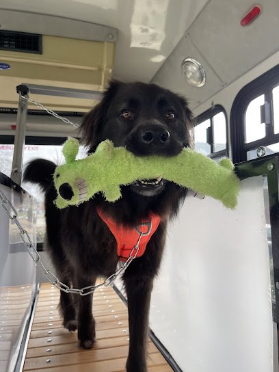 Dog On-The-Run MOBILE DOG GYM