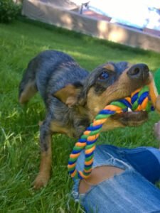 hounding around – Girl Friday For Hounds