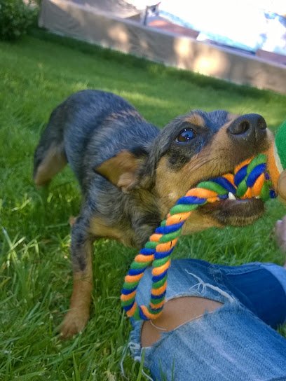 hounding around – Girl Friday For Hounds