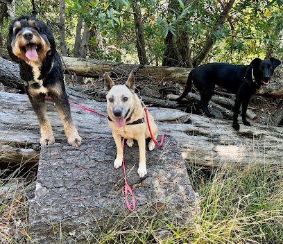 East Bay Dog Adventures