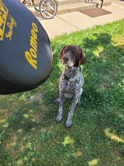 Romeo & Friends Dog Walking & Pet Sitting