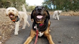 Tail Waggers Dog Walking & Pet Sitting
