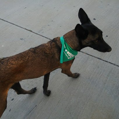 Lisa’s dog walking w/Wag