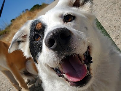 Travelers Pet Care