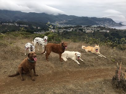 Active Care Petsitting & Dog Walking