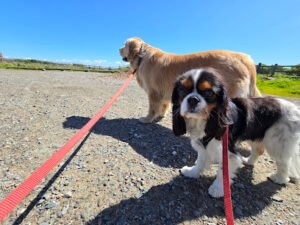 Zenful Pet Care