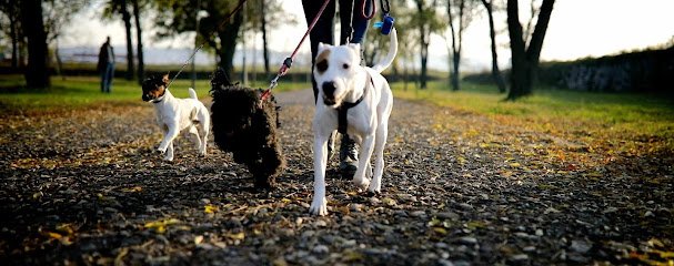 Alameda Dog Fitness