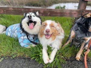 Dog’s True Dream
