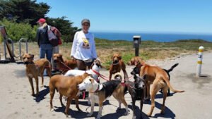 Dog Play SF
