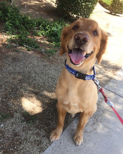 Superpet Services – Dog Walking & Pet Sitting