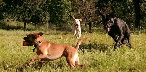 Happy Tails Pet Sitting