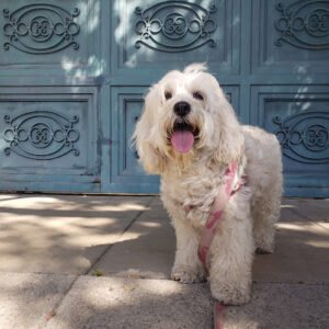Lucky Dog Walking Services Los Angeles