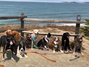Coastside Pets