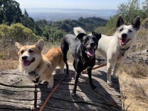 Oakland Pet Care
